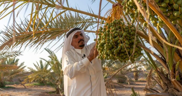 مزارعو القصيم يستعدون لزراعة أنواع جديدة من التمور