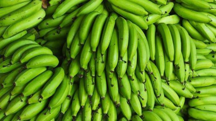 دراسة: النشا في الموز الأخضر يقلل من خطر الإصابة ببعض أنواع السرطان بنسبة تزيد عن 60٪