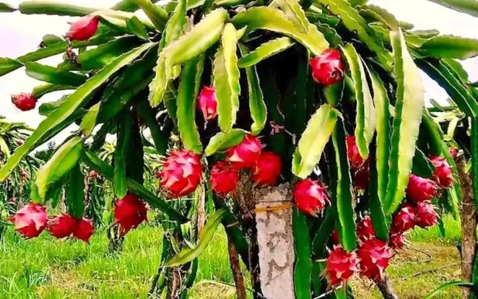 المزارعون الكينيون يشجعون على التحول إلى زراعة فاكهة التنين