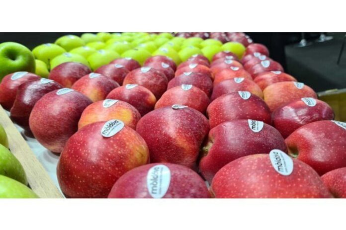 شركة Salix Fruits تتوقع موسمًا واعدًا للتفاح التركي