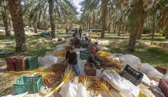 فيديو | غضب كبير لمنتجي التمور في تونس